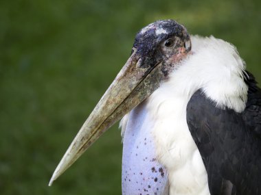 Marabut yakın çekim