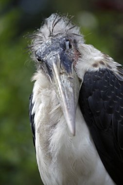 Açık havada Marabou yakın çekim