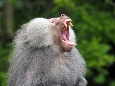 Baboon is showing his teeth clipart
