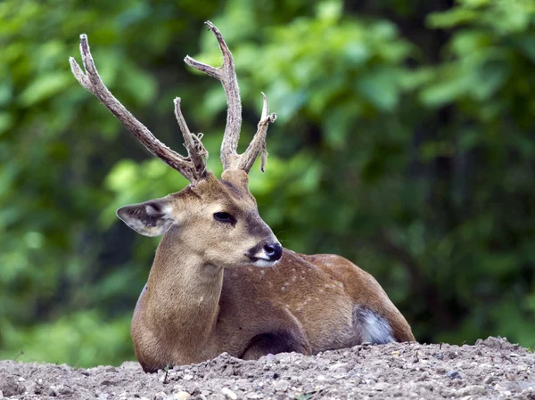Deer laying on ground — Stock Photo, Image