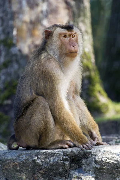 石の上に座って Macaca nemestrina — ストック写真