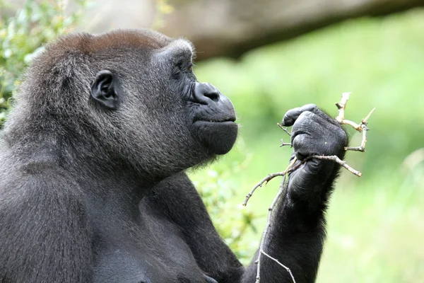 Detailní záběr Silverback gorila — Stock fotografie