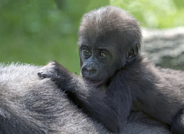 Bebé gorila en madre — Foto de Stock