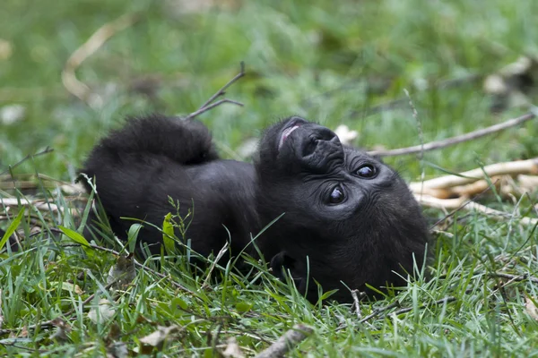 Bebé gorila en hierba — Foto de Stock