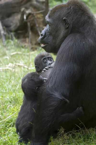 Gorille mère nourrit son enfant — Photo