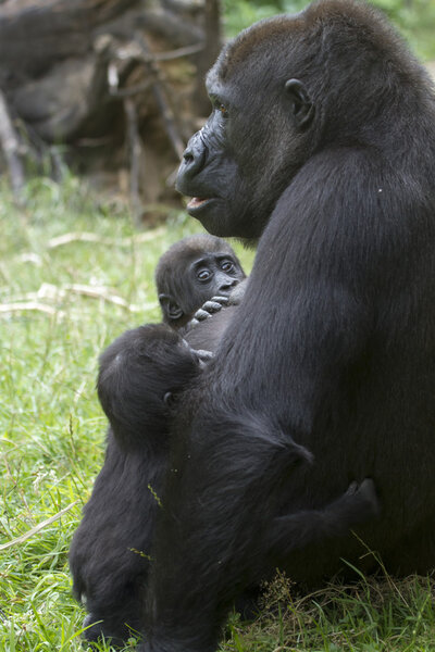 Gorilla mother is feeding her child