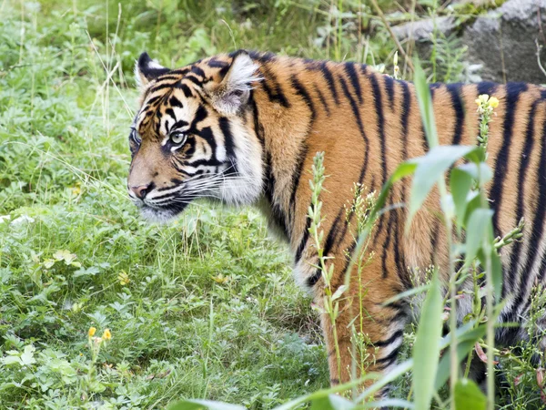 Tiger im grünen Wald — Stockfoto