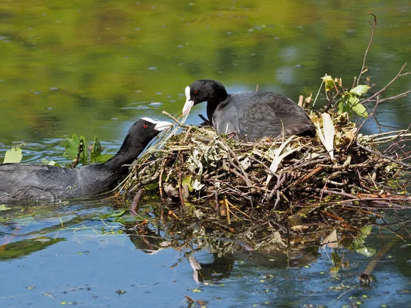 Padre Coot está trayendo material de nido — Foto de Stock