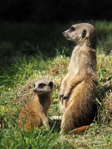 Meerkats on grass — Stock Photo, Image