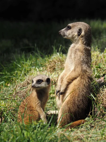 Stokstaartjes op gras — Stockfoto