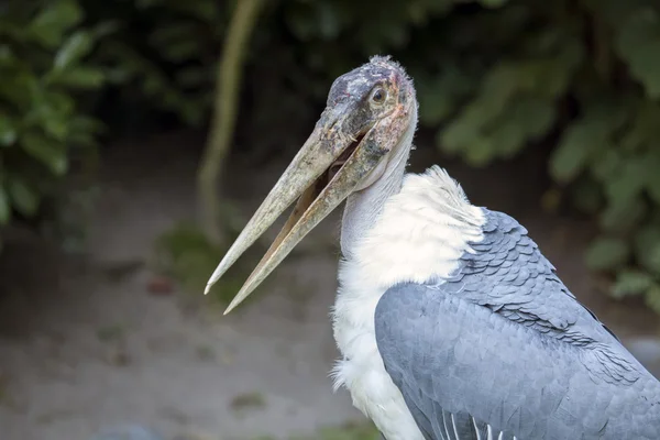 Close up of marabou — Stock Photo, Image