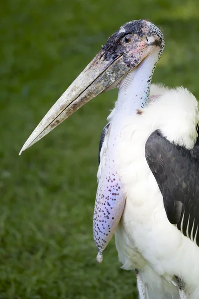 Close up of marabou — Stock Photo, Image