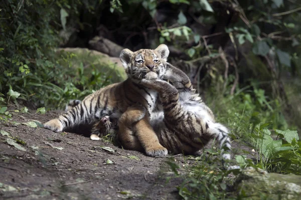 Jugando a los cachorros tigre — Foto de Stock