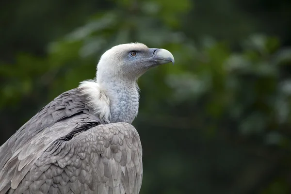 Gänsegeier — Stockfoto