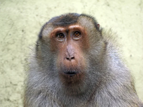 Macaca nemestrina del — Foto Stock