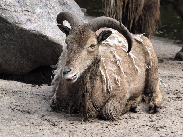 Goat laying on the ground — Stock Photo, Image