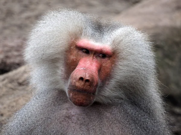 Fechar de babuíno — Fotografia de Stock
