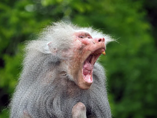 Close up of Baboon — Stock Photo, Image