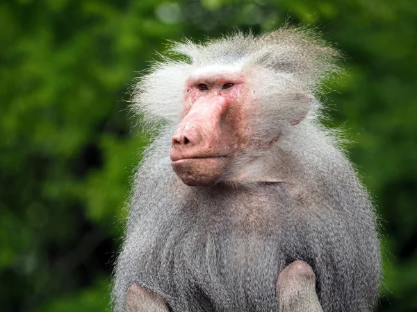 Close up of Baboon — Stock Photo, Image