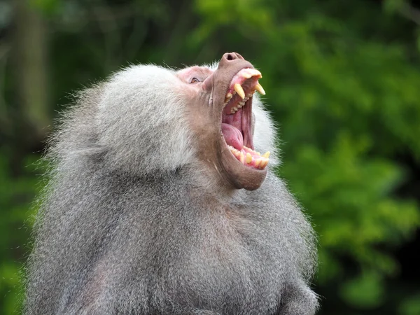 Baboon is showing his teeth — Stock Photo, Image