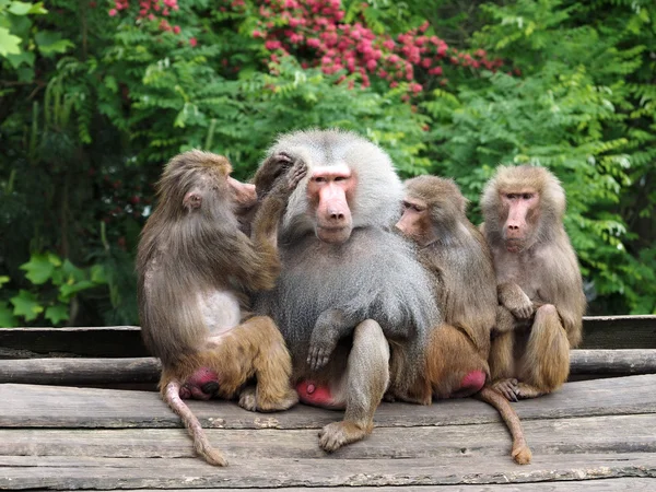 Baboons near bushes — Stock Photo, Image