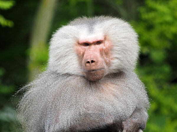 Close up of Baboon