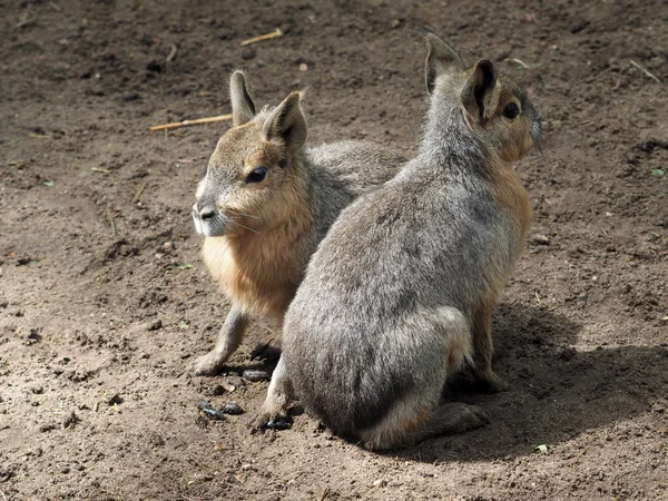 Pampa hare youngsters — Stock Photo, Image