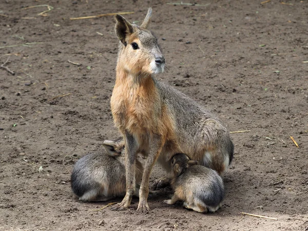 Mara is feeding her children — Stock Photo, Image