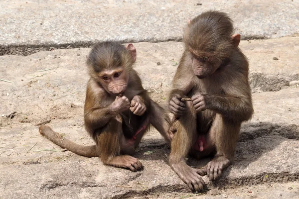 Young male baboons — Stock Photo, Image