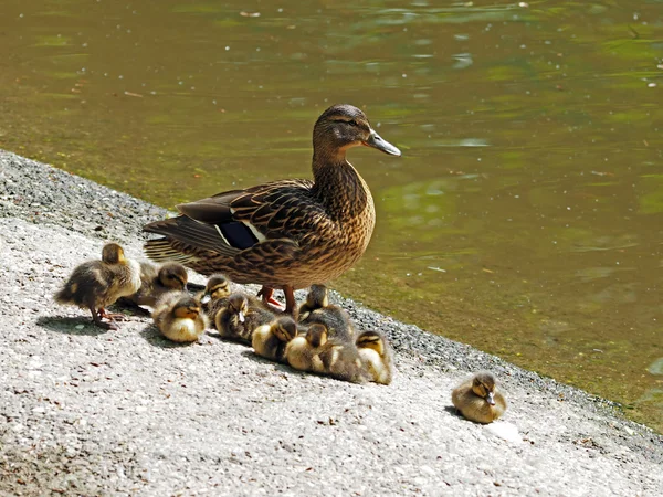 Mother duck with chicks — Stock Photo, Image