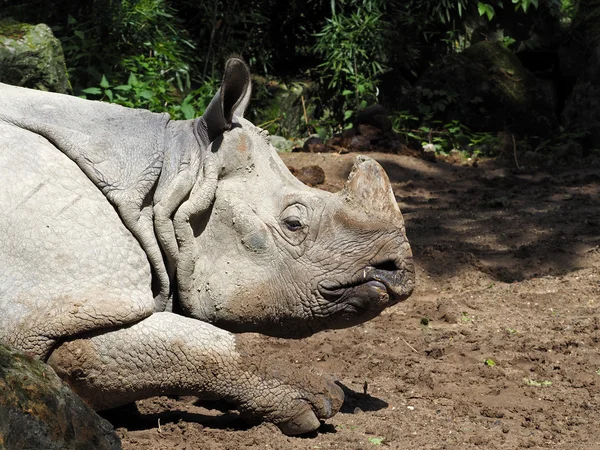 Neushoorn tot op de grond — Stockfoto