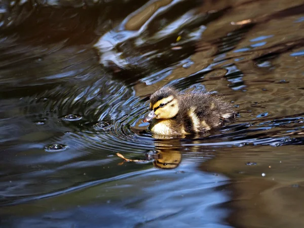 Mládě kachnu do vody — Stock fotografie