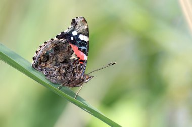 Vanessa atalanta çimenlerin üzerinde