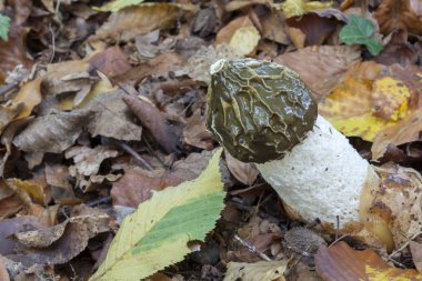 penis impudicus