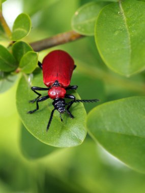 Yaprağın üzerindeki kırmızı böcek