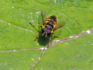 Yaprağın üzerindeki arı