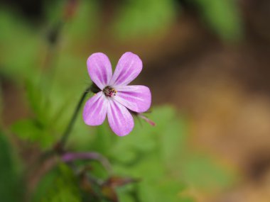 Pembe çiçeğe yaklaş.