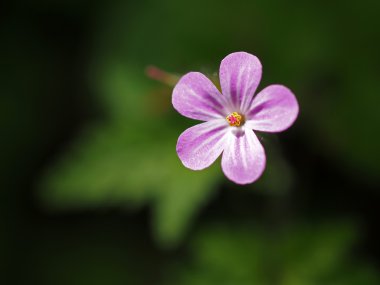 Pembe çiçeğe yaklaş.