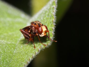 Conopidae yaprak üzerinde