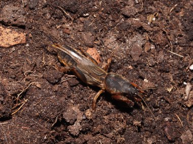 Gryllotalpa gryllotalpa
