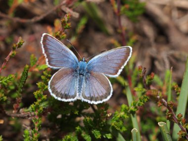 Plebejus argus