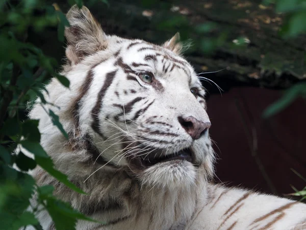 Tigre blanco —  Fotos de Stock