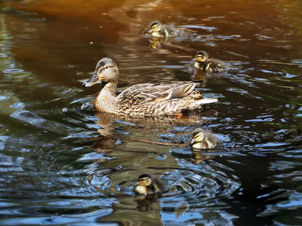 Madre pato con polluelos — Foto de Stock