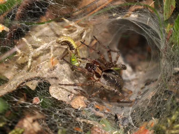 Huni örümcek — Stok fotoğraf