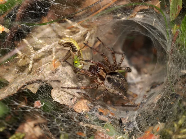 Aranha de funil — Fotografia de Stock