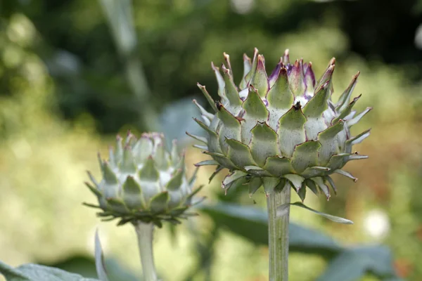 Close up of Artichoke — Stock Photo, Image