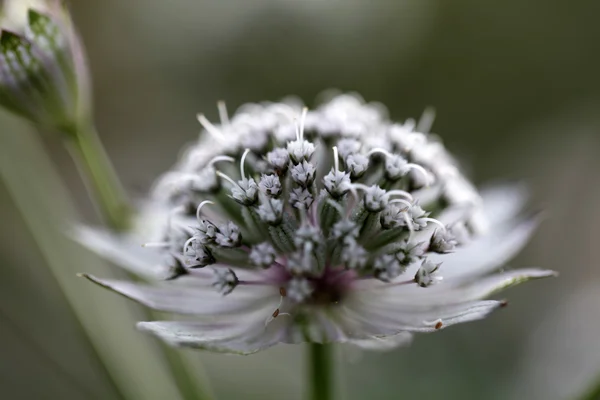 Primer plano de flor blanca — Foto de Stock