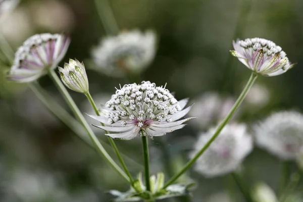Крупним планом білі квіти — стокове фото