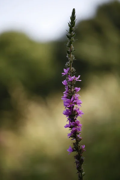 Закрыть пурпурный цветок — стоковое фото