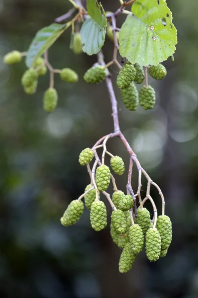 Primer plano de semillas en el árbol — Foto de Stock